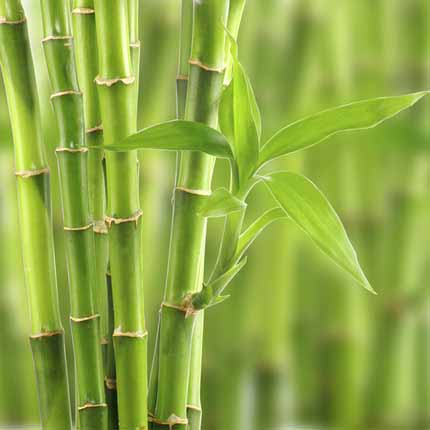 Actif : Bambou - Mascara Intense Beauty