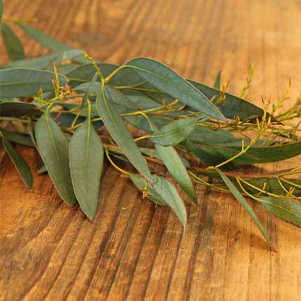 Actif : Eucalyptus - Crème Mains Purifiante