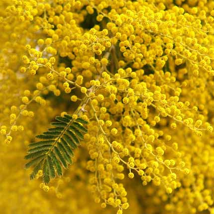 Produit Nutrimetics - actif : Mimosa - Voile de Beauté