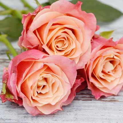 Actif : Rose fleurie - Eau de Parfum N