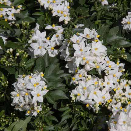 Actif : Jasmin - Eau de Parfum Birth'D