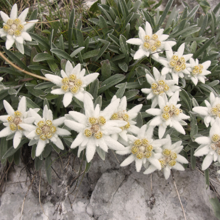 Actif : Edelweiss - Crème Protectrice Anti-Pollution SPF 50