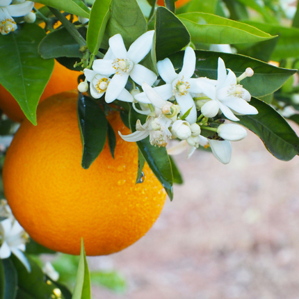 Actif : Fleur d'oranger - Nettoyant pour les Mains Nutri-Rich