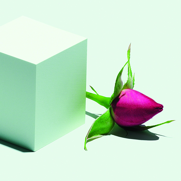 Actif : Rose (graine) - Collection 6 étoiles