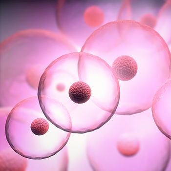 Actif : Prébiotiques - Crème Nettoyante