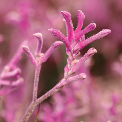 Actif : Fleur de Patte de Kangourou - Brume Tonifiante